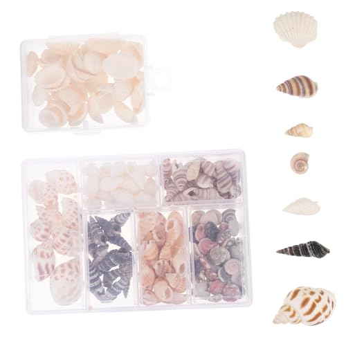 SHINEOFI 2 Boxen Diy Muscheln Set für Dekoration Boxen Natur Muscheln für Handarbeiten Tischdeko Vasenfüller und Kreative Bastelideen für Heim und Party Dekorationen von SHINEOFI
