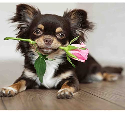 Kreuzstich Stickpackungen,Chihuahua-Hund,11CT Kreuzstich Set Vorgedruckt,Stickbilder Vorgedruckt Kreuzstich für Wandkunst-Heimdekoration 40 × 50cm von SHYHXQH
