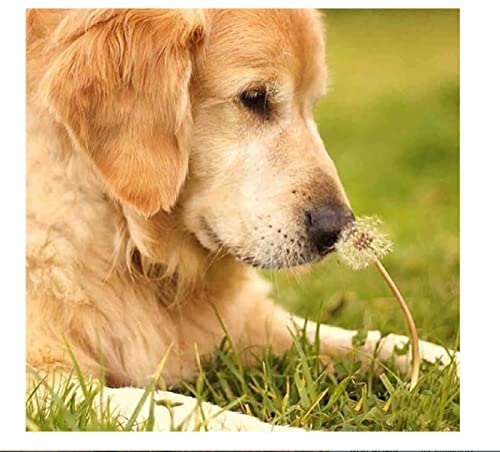 Kreuzstich Stickpackungen,Golden Retriever Löwenzahn,11CT Kreuzstich Set Vorgedruckt,Stickbilder Vorgedruckt Kreuzstich für Wandkunst-Heimdekoration 40 × 50cm von SHYHXQH