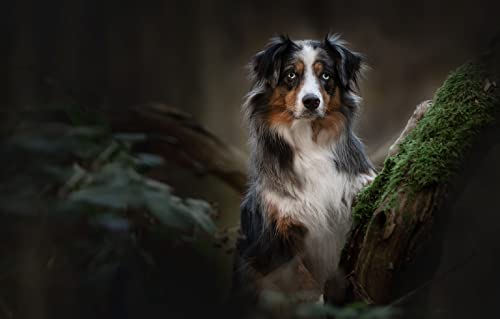 SPJOY malen nach zahlen ab jungen animal Hund Australian Shepherd 16X20inch Mit Rahmen SPJOY malen nach zahlen ab jungen animal Hund Australian Shepherd 16X20inch Mit Rahmen von SPJOY