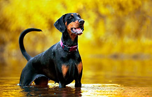 SPJOY malen nach zahlen animal Dobermann 16X20inch Mit Rahmen SPJOY malen nach zahlen animal Dobermann 16X20inch Mit Rahmen von SPJOY