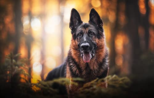 SPJOY malen nach zahlen dessino malen animal Hund Deutscher Schäferhund 16X20inch Mit Rahmen SPJOY malen nach zahlen dessino malen animal Hund Deutscher Schäferhund 16X20inch Mit Rahmen von SPJOY