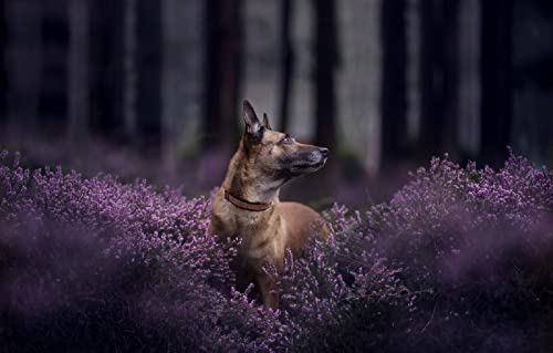 SPJOY malen nach zahlen diy erwachsene animal Hund Belgischer Schäferhund Malinois 16X20inch SPJOY malen nach zahlen diy erwachsene animal Hund Belgischer Schäferhund Malinois 16X20inch von SPJOY