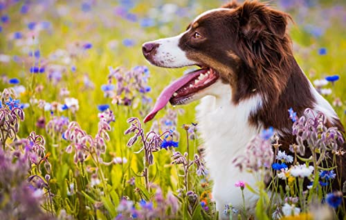 SPJOY malen nach zahlen geschenk erwachsene animal Hund Australian Shepherd 16X20inch SPJOY malen nach zahlen geschenk erwachsene animal Hund Australian Shepherd 16X20inch von SPJOY