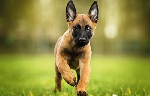 SPJOY malen nach zahlen geschenk madchen animal Belgische Malinois 16X20inch Mit Rahmen SPJOY malen nach zahlen geschenk madchen animal Belgische Malinois 16X20inch Mit Rahmen von SPJOY