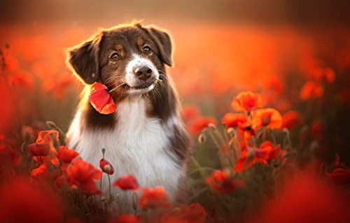 SPJOY malen nach zahlen kids animal Hund Australian Shepherd 16X20inch SPJOY malen nach zahlen kids animal Hund Australian Shepherd 16X20inch von SPJOY