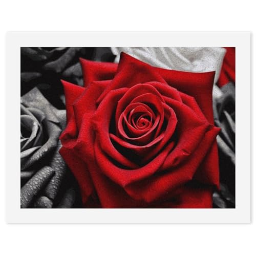 STVNKML Malen nach Zahlen-Set für Erwachsene und Anfänger, Malen nach Zahlen für Erwachsene, Malen-nach-Zahlen-Set auf Leinwand, schwarz-weiße und rote Rosen, digitale Ölnummern-Malerei-Sets für STVNKML Malen nach Zahlen-Set für Erwachsene und Anfänger, Malen nach Zahlen für Erwachsene, Malen-nach-Zahlen-Set auf Leinwand, schwarz-weiße und rote Rosen, digitale Ölnummern-Malerei-Sets für von STVNKML