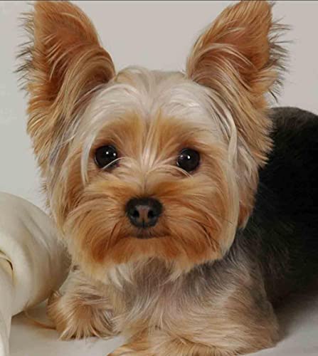SYMON Kreuzstich-Set, Motiv: Yorkshire Terrier, 11 CT Leinwand, Kreuzstich, Anfänger, Kreuzstich, bedruckt, 40 x 50 cm SYMON Kreuzstich-Set, Motiv: Yorkshire Terrier, 11 CT Leinwand, Kreuzstich, Anfänger, Kreuzstich, bedruckt, 40 x 50 cm von SYMON
