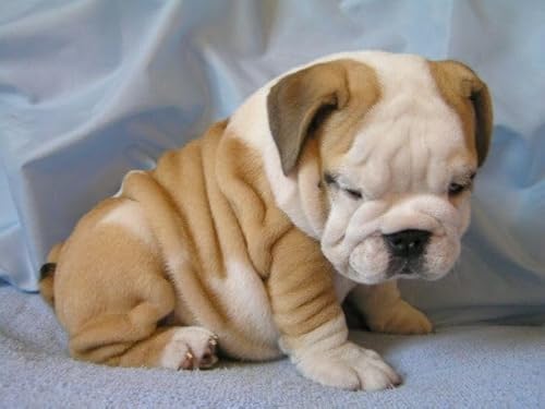 DIY Diamond Painting Englische Bulldogge Hunde VOLL Runde Strass Kristall Kreuzstich Erwachsene Stickerei Kunst Mosaik Malerei Craft Kit Home Decor Geschenke 50x60cm von SanZez