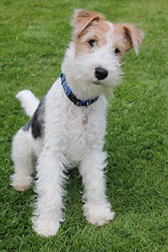 SanZez 5D-Diamant-Malerei-Set zum Selbermachen, Draht-Foxterrier-Hund, Diamant-Malerei für Erwachsene, Strass-Kristall, komplettes Wand-Dekor, Kreuzstich, 40 x 50 cm von SanZez