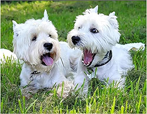 SanZez 5D-Diamant-Malerei-Set zum Selbermachen, West Highland White Terrier, Kreuzstich, Leinwand, Diamanten, Stickerei, Mosaik, Tierbilder, Geschenk, Heimdekoration, 40 x 40 cm SanZez 5D-Diamant-Malerei-Set zum Selbermachen, West Highland White Terrier, Kreuzstich, Leinwand, Diamanten, Stickerei, Mosaik, Tierbilder, Geschenk, Heimdekoration, 40 x 40 cm von SanZez