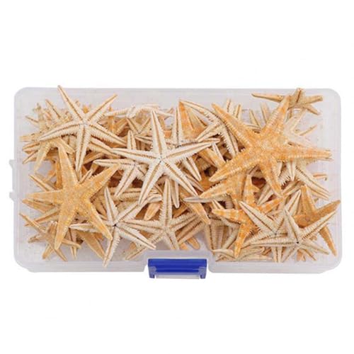 Winzige, Kleinse Muscheln für natürliche Dekoration, Strand Naturhandwerkstarfische, DIY Beach Hochzeitsdekoration Epoxidharz Kunsthandwerk 1-5cm Winzige, Kleinse Muscheln für natürliche Dekoration, Strand Naturhandwerkstarfische, DIY Beach Hochzeitsdekoration Epoxidharz Kunsthandwerk 1-5cm von Sanfiyya