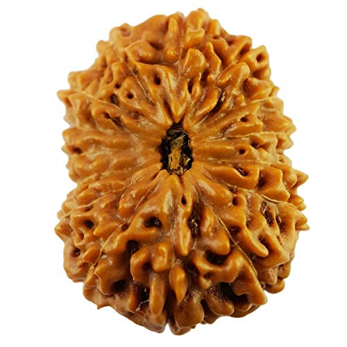 Seven Chakra Tree Rudraksha Rudraksha-Perlen, Rudraksha, Rudraksha, 19,15 mm, für Männer und Frauen, lose Rudraksha-Perlen, 15 Stück von Seven Chakra Tree