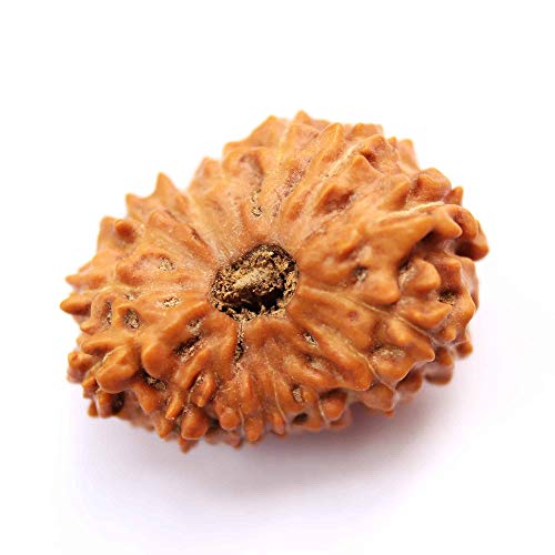 Seven Chakra Tree Rudraksha Rudraksha-Perlen, Rudraksha, Rudraksha, Rudraksha, 14,59 mm, 11 Stück, für Männer und Frauen, lose Rudraksha-Perlen von Seven Chakra Tree