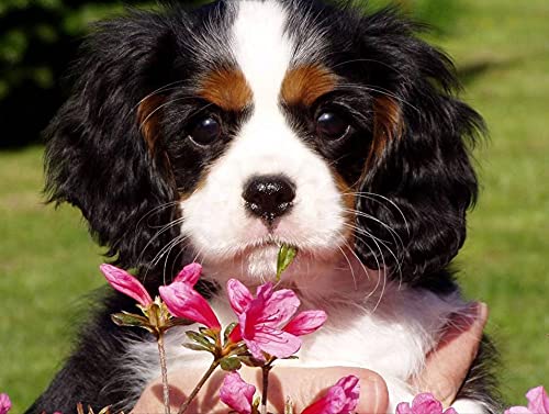 5D Diamond Painting, DIY Cross Stitch Stickerei Malerei Kits, Diamant Malerei Malen Nach Zahlen Full Drill Kristall Set, -Cavalier King Charles Spaniel Tier 50x40cm Rahmenlos 5D Diamond Painting, DIY Cross Stitch Stickerei Malerei Kits, Diamant Malerei Malen Nach Zahlen Full Drill Kristall Set, -Cavalier King Charles Spaniel Tier 50x40cm Rahmenlos von COLORIDO