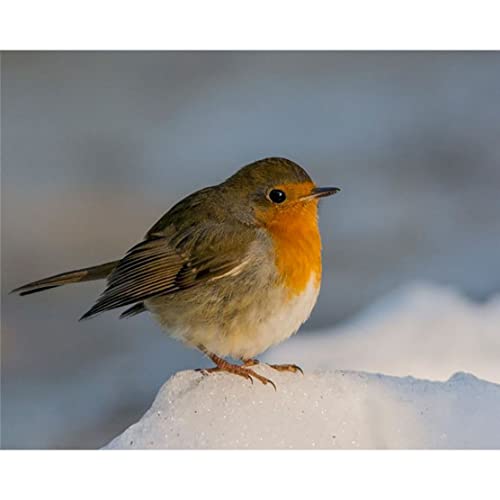 Ölgemälde nach Zahlen für Erwachsene, Ölgemälde nach Zahlen für Erwachsene, Set für Anfänger, Motiv: Rotkehlchen, Vogelständer auf Schnee, 40,6 x 50,8 cm (Holzrahmen zum Selbstaufbauen) von Shukqueen