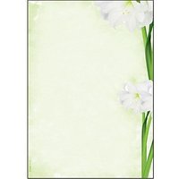 SIGEL Motivpapier Green Flower Motiv DIN A4 90 g/qm 25 Blatt SIGEL Motivpapier Green Flower Motiv DIN A4 90 g/qm 25 Blatt von Sigel