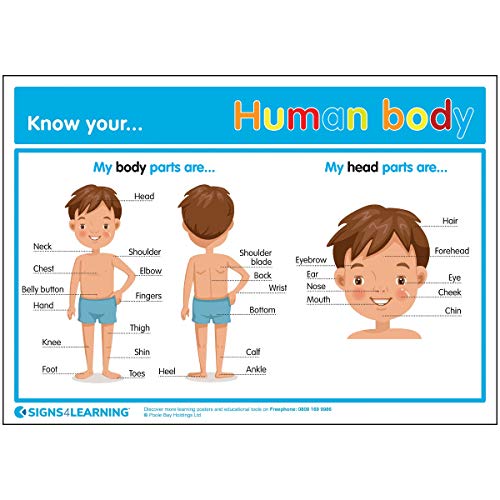 Signs 4 Learning know Your Human Body A3 Poster, Standard, 297mm x 420mm von Signs 4 Learning know
