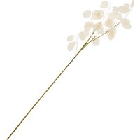 Lunaria Zweig von DPI