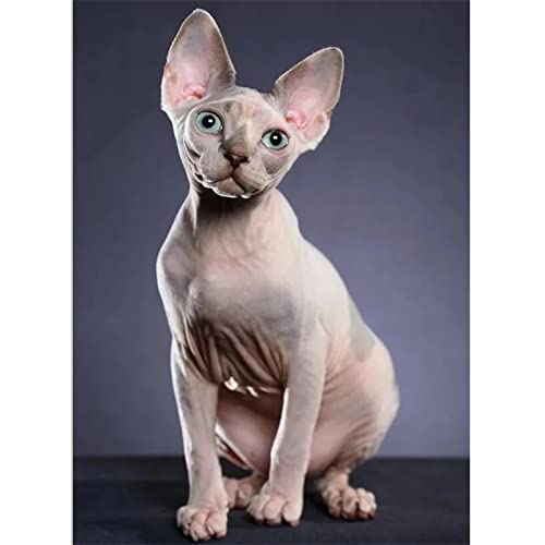 DIY 5D Diamond Painting Set Sphynx-Katzen Diamant Malerei Vollbohrer Stickerei Mosaik Malerei Strass Kreuzstich Kunst Handwerk Leinwand für Wand Und Eingang Dekorationen 50x70cm/20x28inch Round drill DIY 5D Diamond Painting Set Sphynx-Katzen Diamant Malerei Vollbohrer Stickerei Mosaik Malerei Strass Kreuzstich Kunst Handwerk Leinwand für Wand Und Eingang Dekorationen 50x70cm/20x28inch Round drill von SilkyShy