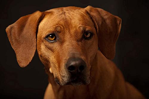 Malen nach Zahlen Kit für Goldbraune Rhodesian Ridgeback Tierlandschaft DIY Leinwand Acrylfarbe Ölgemälde Home Haus Dekor Kein Rahmen von Sjawnv