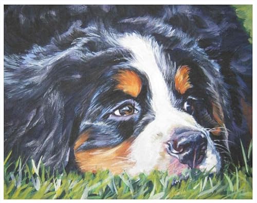 SonGxu Malen-nach-Zahlen-Sets für Erwachsene,Berner Sennenhund,Digitales Ölgemälde zum Selbermachen,ein Geschenk für Kunstliebhaber,40x50cm,Ohne Rahmen SonGxu Malen-nach-Zahlen-Sets für Erwachsene,Berner Sennenhund,Digitales Ölgemälde zum Selbermachen,ein Geschenk für Kunstliebhaber,40x50cm,Ohne Rahmen von SonGxu