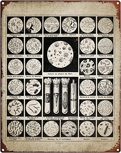 Starotore Metall-Blechschilder, Biologie-Wissen, Vintage-Blechschild, Poster, Schule, Klassenzimmer, Schlafzimmer, Heimdekoration, Kunstschild, 30,5 x 45,7 cm von Starotore