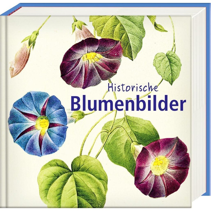 Historische Blumenbilder, Gebunden von Steffen Verlag Friedland