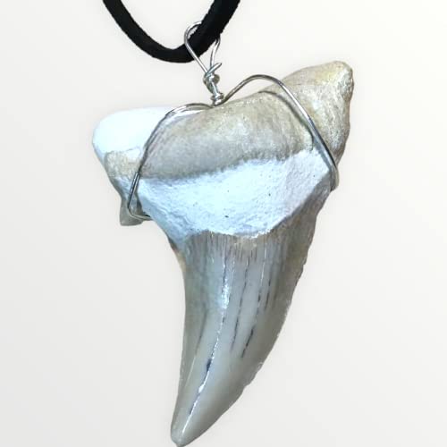 Exclusiver versteinerter XL Urzeit Haifischzahnanhänger mit Lederband | Fossilien I Top Qualität I unbehandelt I naturbelassen von Steinfixx