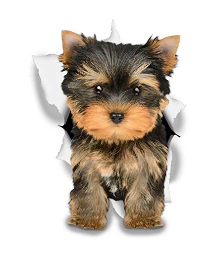 Sticker-Designs 10cm! Klebe-Folie Wetterfest Made-IN-Germany Yorkie Yorkshire Terrier Hund hell-beige schwarz D806 UV&Waschanlagenfest Auto-Aufkleber Profi-Qualität! von Sticker-Designs