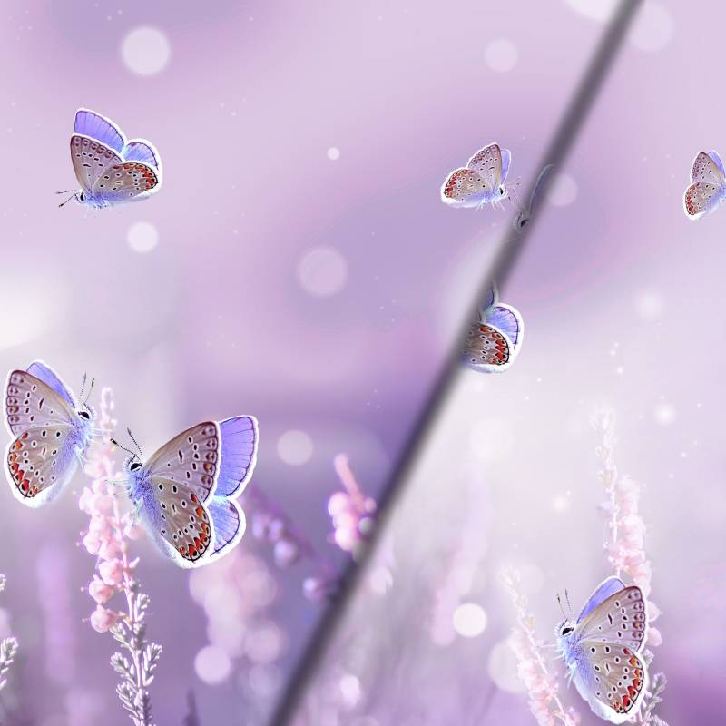 Baumwolljersey Malomi Panel Purple Butterfly, flieder 150 x 65 cm Baumwolljersey Malomi Panel Purple Butterfly, flieder 150 x 65 cm von Stoffe Hemmers