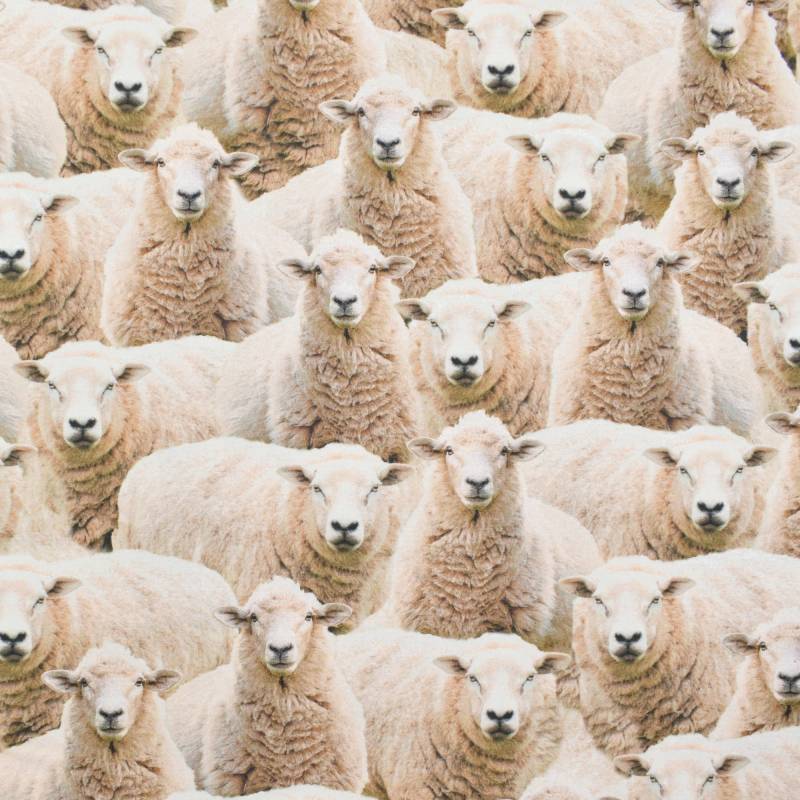 Dekostoff Halbpanama Little Sheep, beige Dekostoff Halbpanama Little Sheep, beige von Stoffe Hemmers