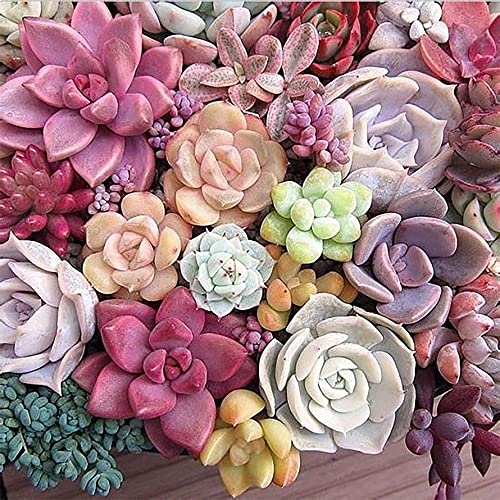Sugamm DIY Diamond Painting Color Sukkulenten Komplett-Set, 5D-Stickerei, Diamant-Malerei, Pflanze, komplettes Set, Kreuzstich, Strass, Stickerei, Diamant, Kunsthandwerk für Zuhause, Wanddekoration, Sugamm DIY Diamond Painting Color Sukkulenten Komplett-Set, 5D-Stickerei, Diamant-Malerei, Pflanze, komplettes Set, Kreuzstich, Strass, Stickerei, Diamant, Kunsthandwerk für Zuhause, Wanddekoration, von Sugamm