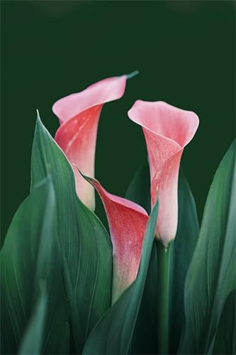 Diamond Painting Erwachsene Anfänger,5D Square Vollbohrer diamond painting set,DIY Diamant Painting Bilder Erwachsene diamant kunst Kits für Home Wanddekor,Pflanze Rosa 105x135cm von Suneve