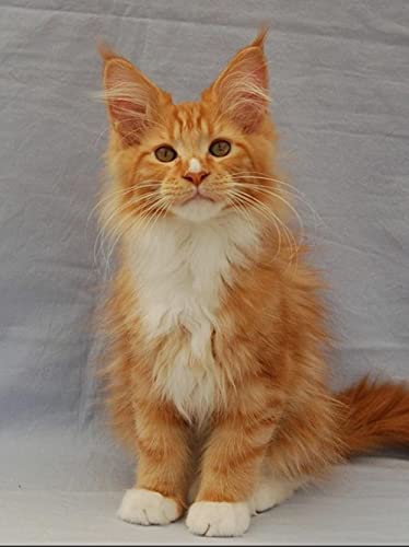 5D Diamond Painting Kit, DIY 5D Diamond Painting Kits für Erwachsene Kinder Maine-Coon-Katze Malerei Kreuzstich Kunsthandwerk für Wohnwanddekoration 5D Diamond Painting Kit, DIY 5D Diamond Painting Kits für Erwachsene Kinder Maine-Coon-Katze Malerei Kreuzstich Kunsthandwerk für Wohnwanddekoration von TAKKDWYZL