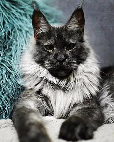 5D Diamond Painting Kit, DIY 5D Diamond Painting Kits für Erwachsene Kinder Maine-Coon-Katze Malerei Kreuzstich Kunsthandwerk für Wohnwanddekoration 5D Diamond Painting Kit, DIY 5D Diamond Painting Kits für Erwachsene Kinder Maine-Coon-Katze Malerei Kreuzstich Kunsthandwerk für Wohnwanddekoration von TAKKDWYZL