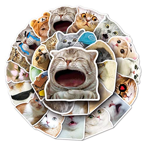Meme sticker katzen stickers aesthetic katzen sachen cute autoaufkleber katze sticker set erwachsene aesthetic stickers coole sticker funny for adults katzenaufkleber katzensticker von TARIFA UNITED