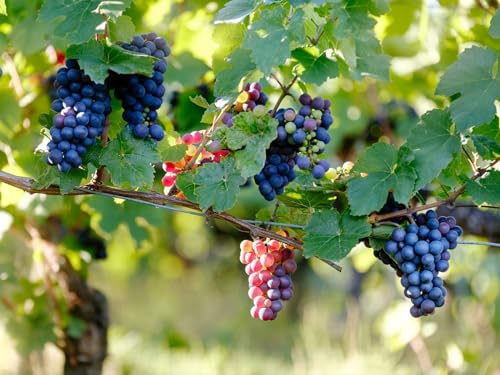 Malen nach Zahlen Sets für Erwachsene und Kinder, Traube, Weinrebe, Zweige-16 x 20 Zoll Rahmenlos von THISIT
