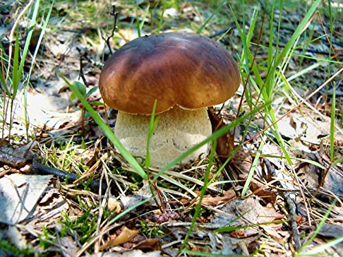 Malen nach Zahlen für Erwachsene, Steinpilz,Erde,Gras-40 * 50cm Rahmenlos Malen nach Zahlen für Erwachsene, Steinpilz,Erde,Gras-40 * 50cm Rahmenlos von THISIT