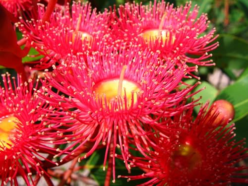 THISIT Malen Nach Zahlen Erwachsene inklusive Pinsel,Blumen, rot, exotisch-40 * 50 cm Ohne Rahmen THISIT Malen Nach Zahlen Erwachsene inklusive Pinsel,Blumen, rot, exotisch-40 * 50 cm Ohne Rahmen von THISIT