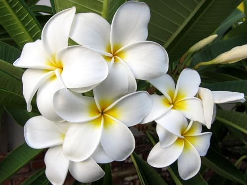 THISIT Malen nach Zahlen Erwachsene - Plumeria, Blüte, Blatt-40 * 50 cm Rahmenlos THISIT Malen nach Zahlen Erwachsene - Plumeria, Blüte, Blatt-40 * 50 cm Rahmenlos von THISIT