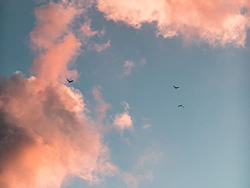 THISIT Malen nach Zahlen für Erwachsene und Kinder,Vögel,Wolken,Himmel,Rosa-40 * 50 cm mit Rahmen THISIT Malen nach Zahlen für Erwachsene und Kinder,Vögel,Wolken,Himmel,Rosa-40 * 50 cm mit Rahmen von THISIT