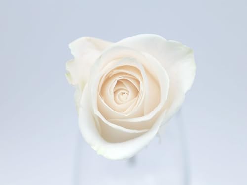 THISIT Selber malen nach Zahlen für Anfänger auf Leinwand,Rose, Blume, Knospe-16 x 20 Zoll No Frame THISIT Selber malen nach Zahlen für Anfänger auf Leinwand,Rose, Blume, Knospe-16 x 20 Zoll No Frame von THISIT