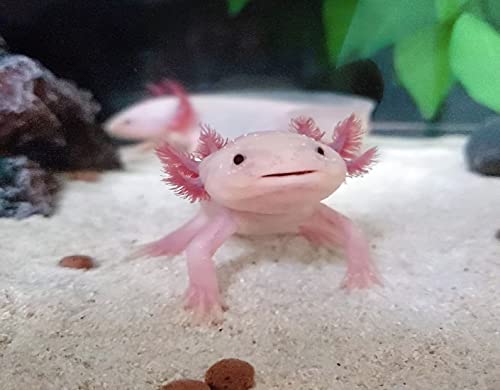 TISAGUER DIY 5D Diamant Malerei Kit,Axolotl,bekannt als der mexikanische Wanderfisch,Kristall Diamond Painting Kunst Handwerksbedarf für Wohnzimmer Wand Deko 12x16inch TISAGUER DIY 5D Diamant Malerei Kit,Axolotl,bekannt als der mexikanische Wanderfisch,Kristall Diamond Painting Kunst Handwerksbedarf für Wohnzimmer Wand Deko 12x16inch von UNGROL