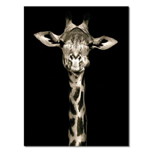 Schwarz-Weiß-Giraffe auf Leinwand, Gemälde, Poster und Drucke, Cuadros, Wandkunstbild für Wohnzimmer, Heimdekoration, 50 x 70 cm (20 x 28 Zoll), ohne Rahmen von TITINGLUCK