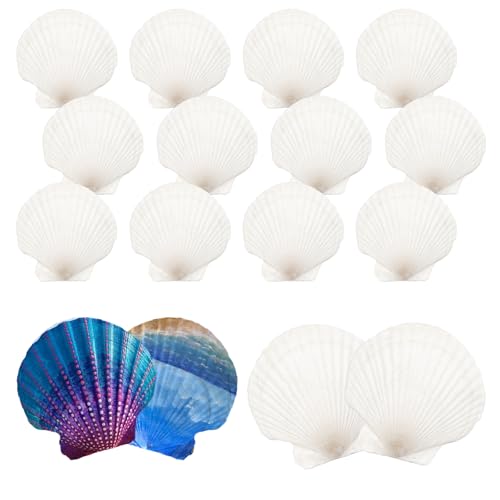 TOKSEO 16 Stück Muscheln zum Bemalen,9-10CM Muscheln Groß, Naturweißes Jakobsmuscheln, Kann für Heimwerkerarbeiten, Raumdekoration, Party und Hochzeitsarrangements Verwendet Werden TOKSEO 16 Stück Muscheln zum Bemalen,9-10CM Muscheln Groß, Naturweißes Jakobsmuscheln, Kann für Heimwerkerarbeiten, Raumdekoration, Party und Hochzeitsarrangements Verwendet Werden von TOKSEO