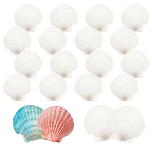 TOKSEO 20 Stück Muscheln zum Bemalen, 7-8CM Deko Muscheln Klein, Naturweißes Jakobsmuscheln, Kann für Heimwerkerarbeiten, Raumdekoration, Party und Hochzeitsarrangements Verwendet Werden TOKSEO 20 Stück Muscheln zum Bemalen, 7-8CM Deko Muscheln Klein, Naturweißes Jakobsmuscheln, Kann für Heimwerkerarbeiten, Raumdekoration, Party und Hochzeitsarrangements Verwendet Werden von TOKSEO