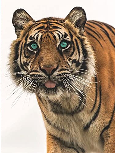 Tamseen Diamant Malerei Bild Tiger 5D Diy Diamond Painting Kit Tier Diamant Kunst Stift Bild Kinder Erwachsene Strass Kreuzstich Sets Für Stickerei Wanddekoration 30X40cm Tamseen Diamant Malerei Bild Tiger 5D Diy Diamond Painting Kit Tier Diamant Kunst Stift Bild Kinder Erwachsene Strass Kreuzstich Sets Für Stickerei Wanddekoration 30X40cm von Tamseen