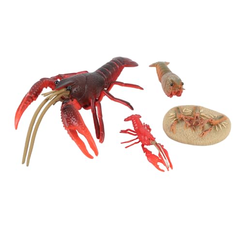 Tbest 4pcs Hummerlebenszyklusmodell PVC -Figuren für Meeresbiologieunterricht und Wohnkultur Tbest 4pcs Hummerlebenszyklusmodell PVC -Figuren für Meeresbiologieunterricht und Wohnkultur von Tbest