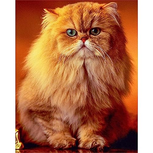 5D DIY Diamond Painting Bilder Full Drill,Orangefarbene Perserkatze Diamant Malen nach Zahlen Set für Erwachsene Kinder Strasssteine Kristallartiges Kreuzstichset für Home Décor Round Drill,30x40cm 5D DIY Diamond Painting Bilder Full Drill,Orangefarbene Perserkatze Diamant Malen nach Zahlen Set für Erwachsene Kinder Strasssteine Kristallartiges Kreuzstichset für Home Décor Round Drill,30x40cm von TengYuer